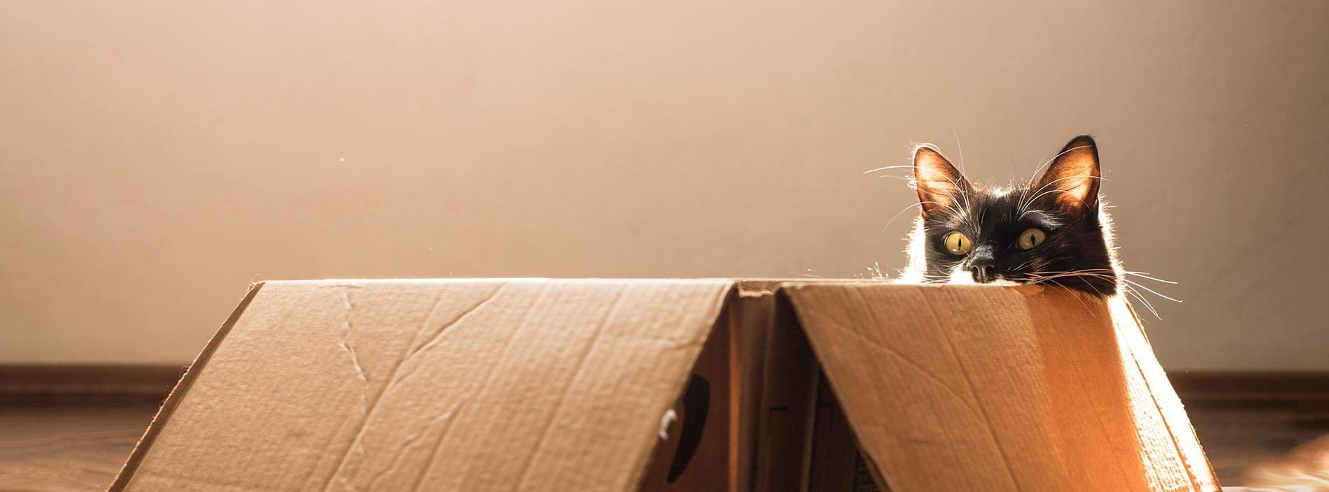 Moving home with your cat