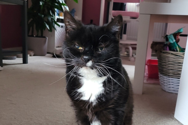 Mature moggy Molly finds a home at 19 years old