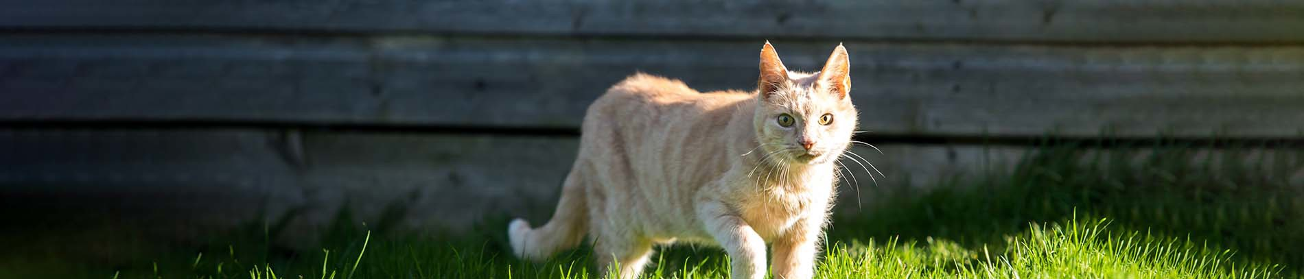 Farm cats and rural homing