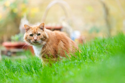 long-haired ginger-and-white cat sat on a grass lawn