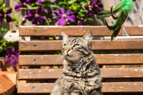 11 tips for creating a cat-friendly garden