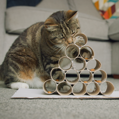 brown tabby-and-white cat pawing biscuits out of a puzzle feeder made from a pyramid of toilet roll tubes