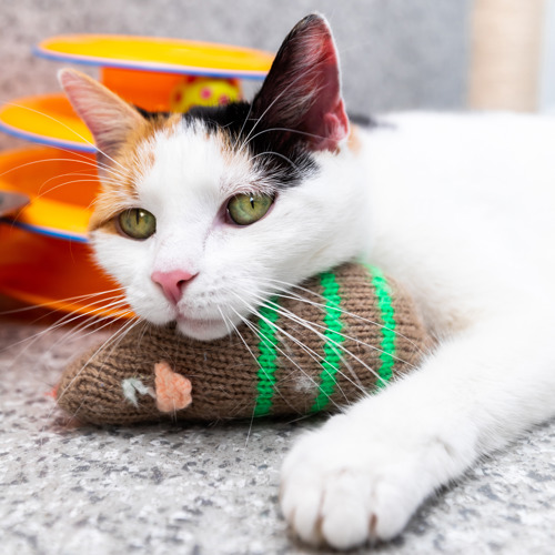 tortoiseshell-and-white cat resting their chin on a brown-and-green knitted catnip mouse toy