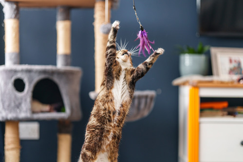 a brown-and-white tabby cat leaping in the air to catch a purple feathered fishing rod toy