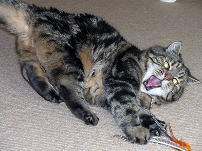 tabby cat playing with orange feather toy