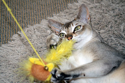 grey oriental cat playing with yellow feather toy
