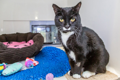 black and white cat in Cats Protection adoption centre pen