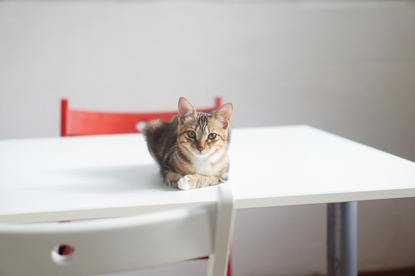 tabby cat lying on white table