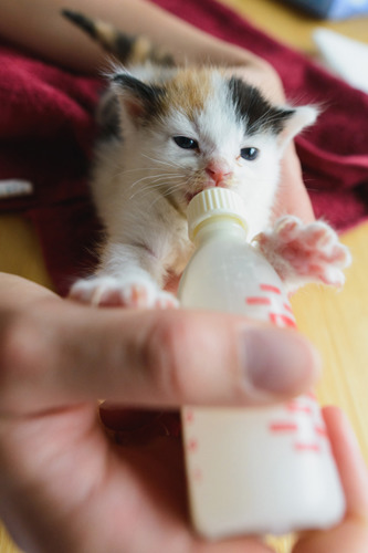 tortoiseshell kitten hand reared milk bottle