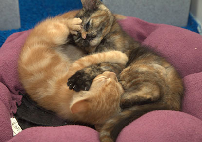 Ginger and tortoiseshell cats cuddled together in a cat bed