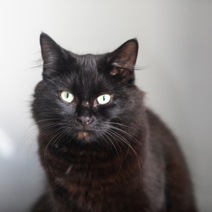 black cat against grey background