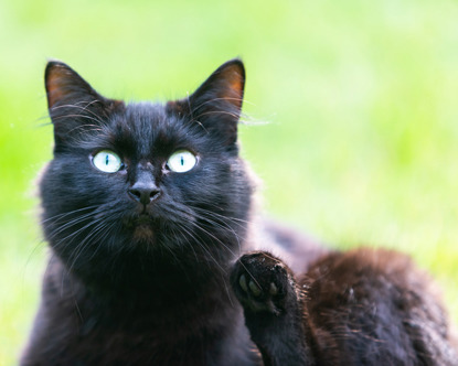 black cat in garden with paw in air