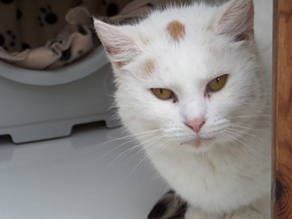 Elderly white cat in centre pen