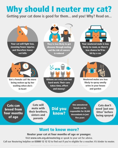 Neutering advice infographic