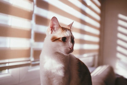 ginger and white cat sitting on windowsill with blinds closed
