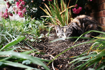grey tabby cat hiding in long grass