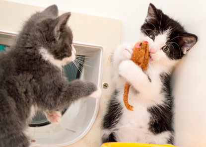 two kittens playing with catnip mouse toy