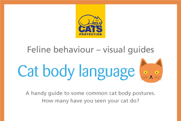 Feline behaviour explained – cat body language