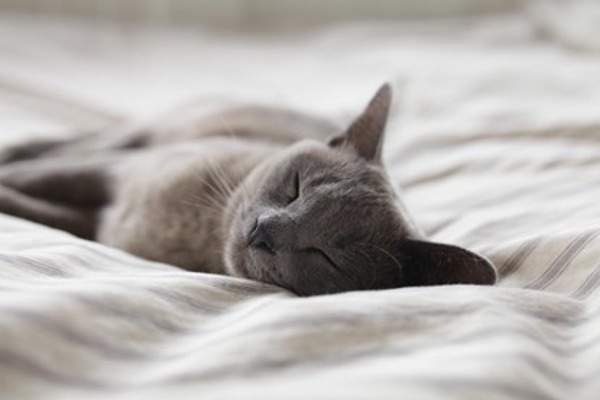5 tips for reducing your cat’s stress