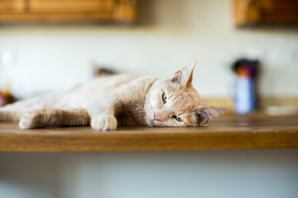 Is my cat bored? How to help a bored cat