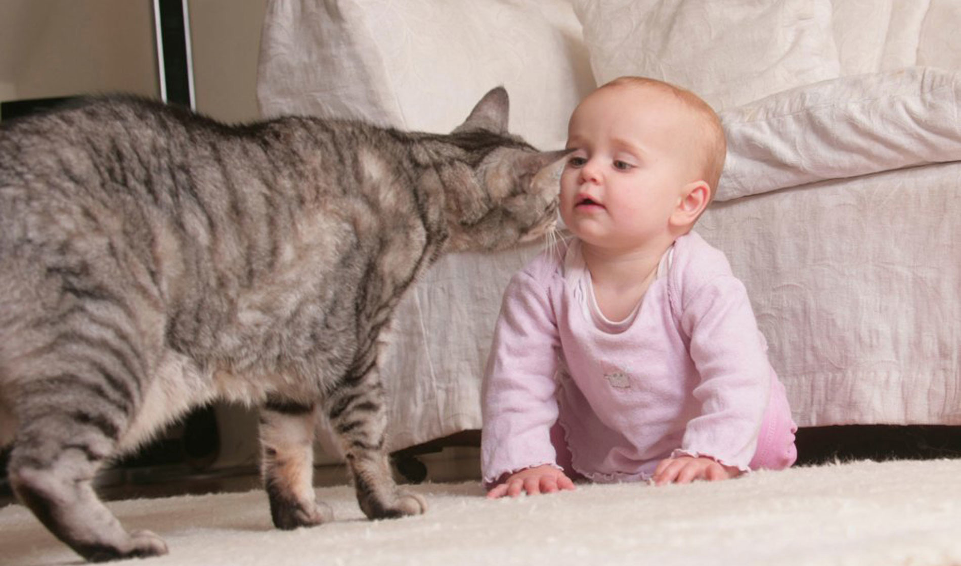 Cats and babies