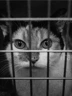 kitten-cage.jpg