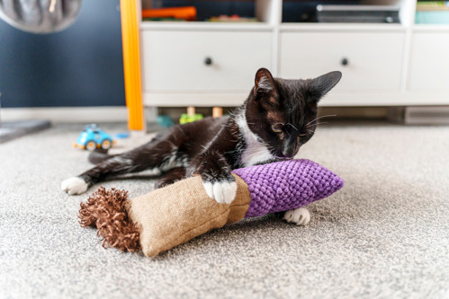 black-an-white cat slaying with brown-and-purple kicker toy on grey carpet