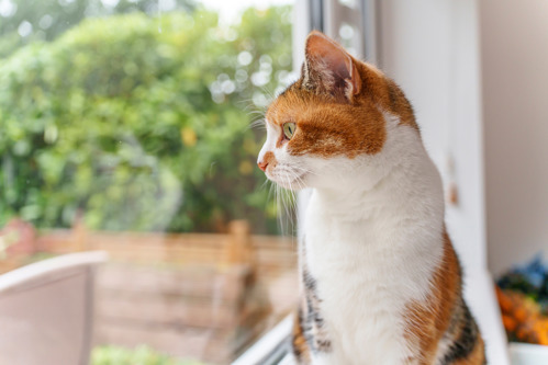 a ginger-and-white cat looking out of a window