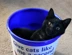 Black Cat In Bucket