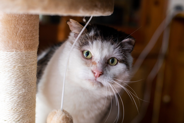 Caring for indoor cats – how to keep them safe and happy