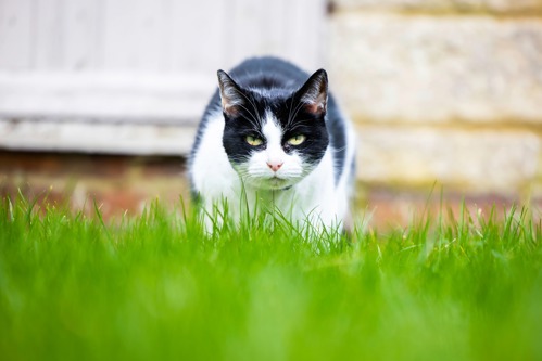 black-and-white cat walking on grass outdoors