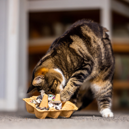 brown tabby-and-white cat investigating a food puzzle toy made out of an egg box with scrunched up newspaper and cat biscuits inside