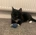 Milo, a little black and white older kitten, sitting on the carpet with a catnip toy