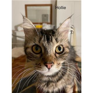 Hollie