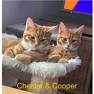 Chester & Cooper