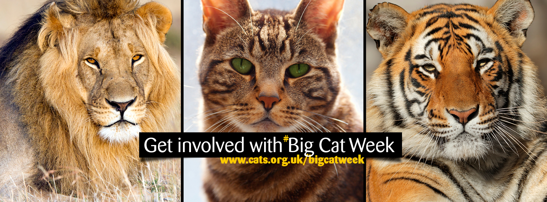 Big Cat Week banner