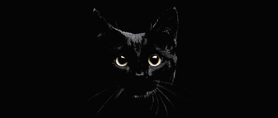 national black day 2017 cats protection national black cat day national black day 2017 cats protection national black cat day