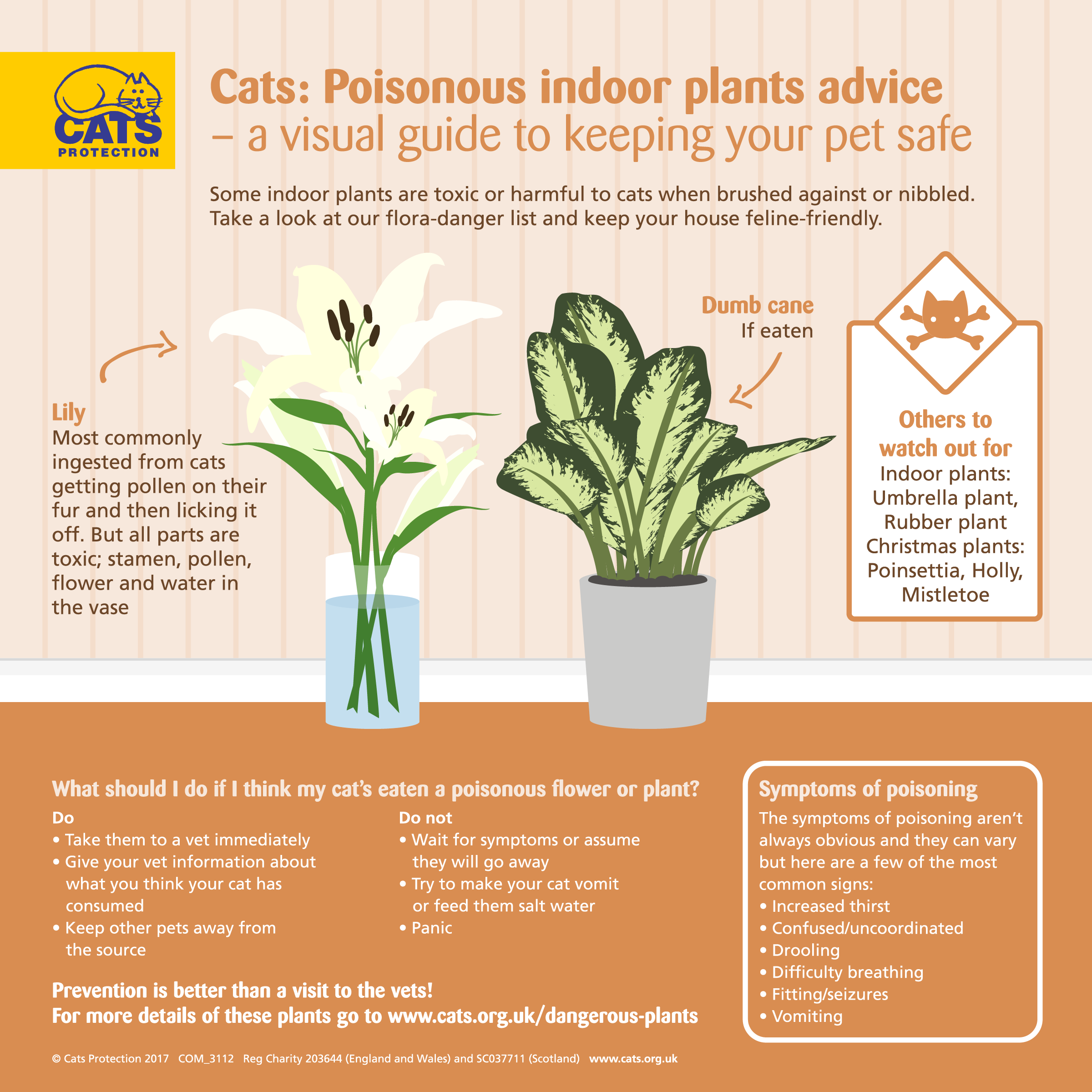 Dangerous Plants for Cats | Help & Advice | Cats Protection