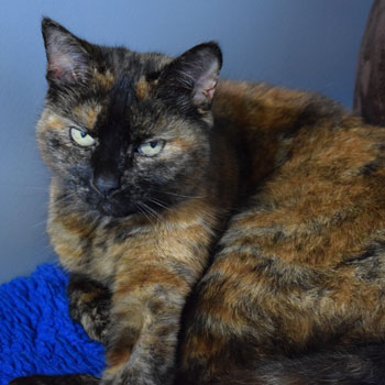 Find Your Local Cat Protection Branch Find Your Local Cat Protection Branch
