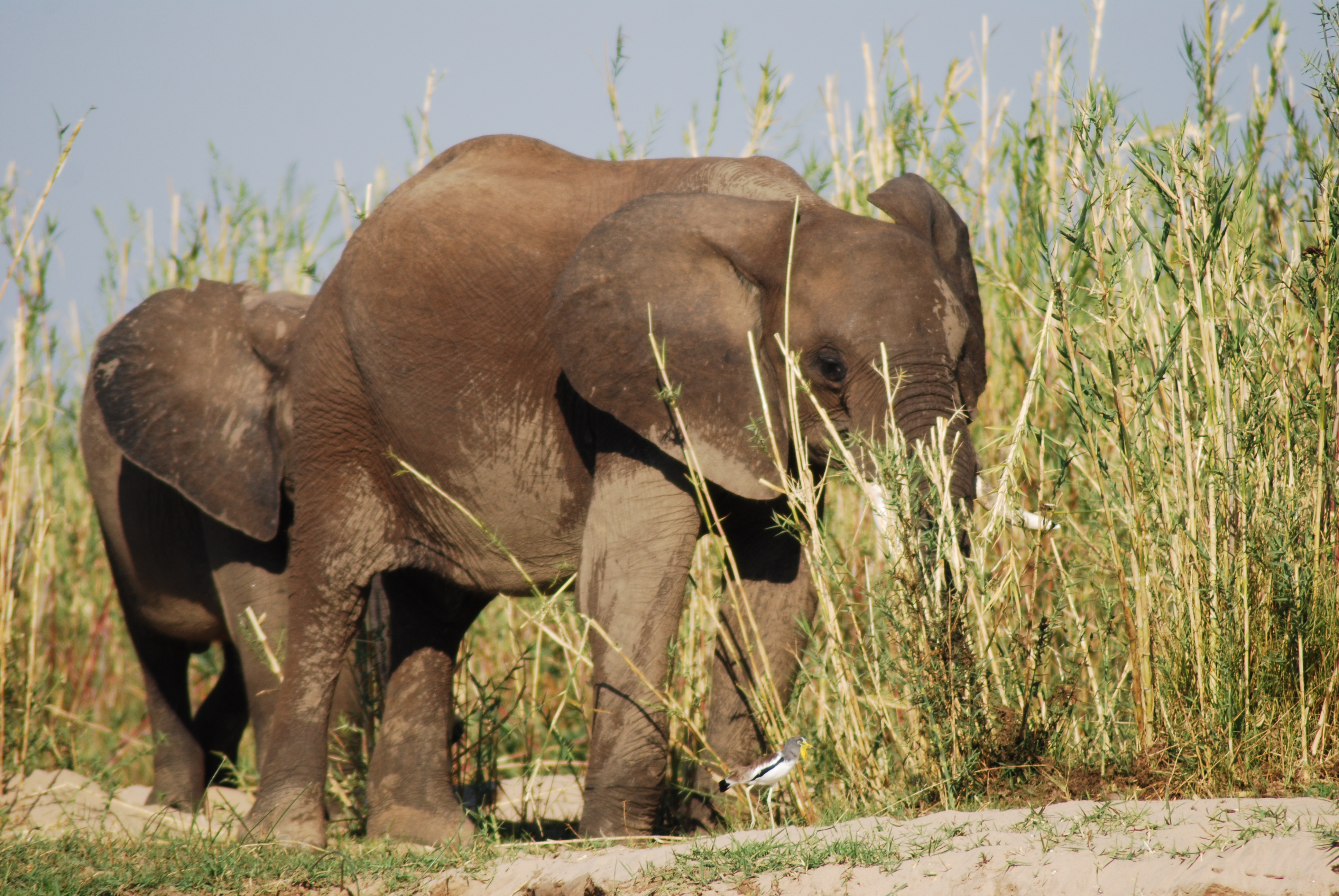 Elephants in Zambia