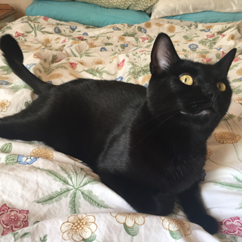 Milo