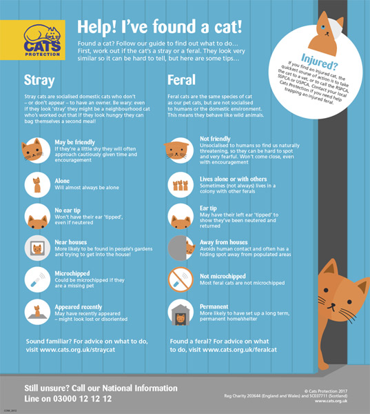 Stray or feral infographic