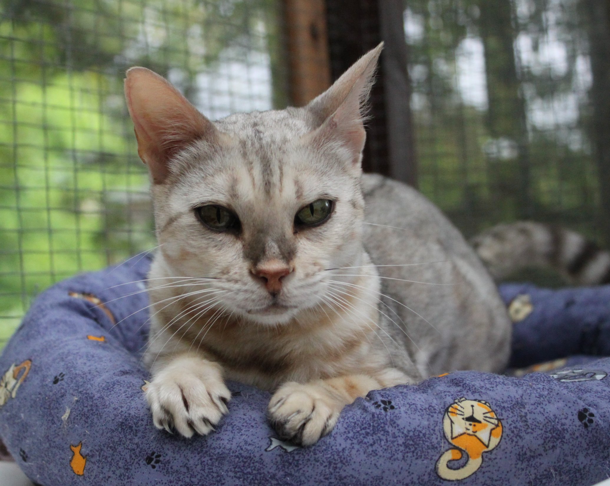 to Cats Protection East Devon Branch