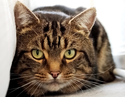 East Surrey Cats Protection Facebook East Surrey Cats Protection Facebook
