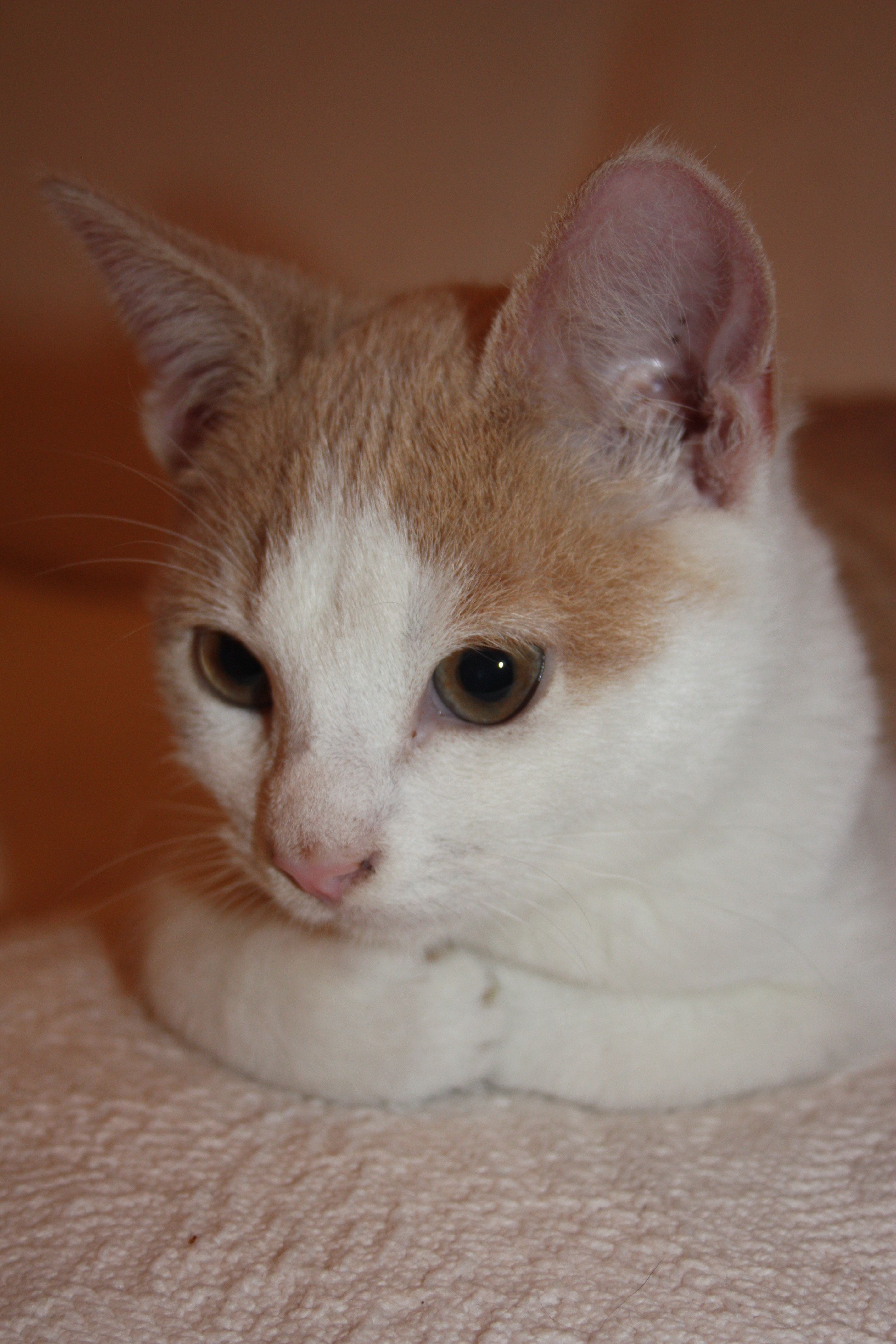 otis1gosport