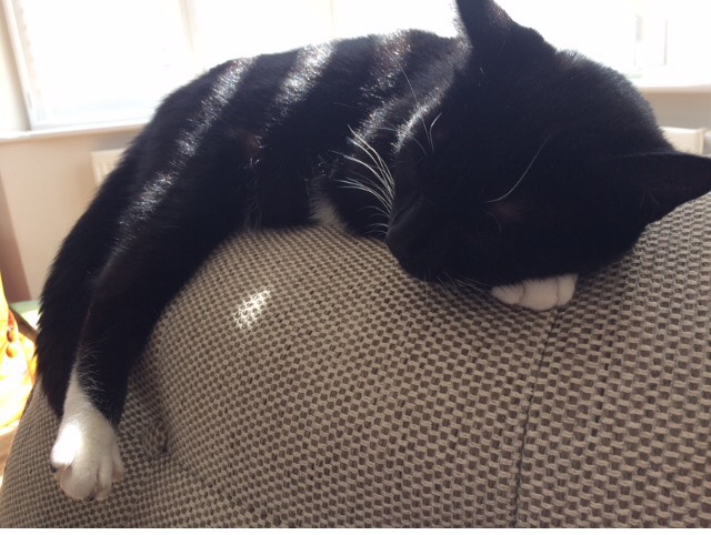 Black and white cat Peppa relaxing on a sofa