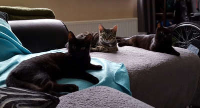 cats on bed
