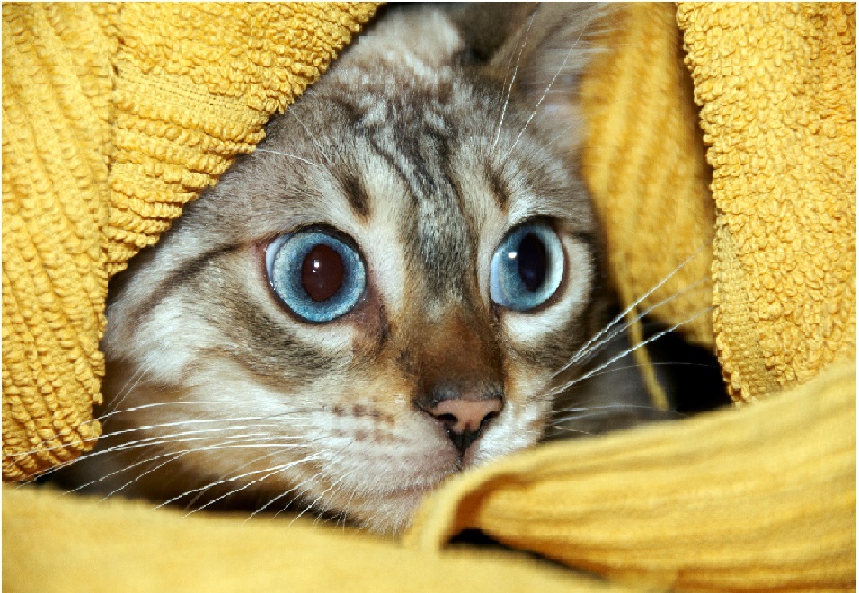 Are Cat Vaccinations Necessary Uk Are Cat Vaccinations Necessary Uk