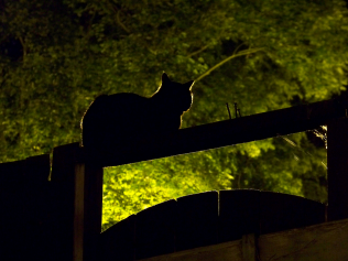 Cat on a fence against a dark green tree, at twilight