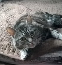 Tigger Toes needs your help!